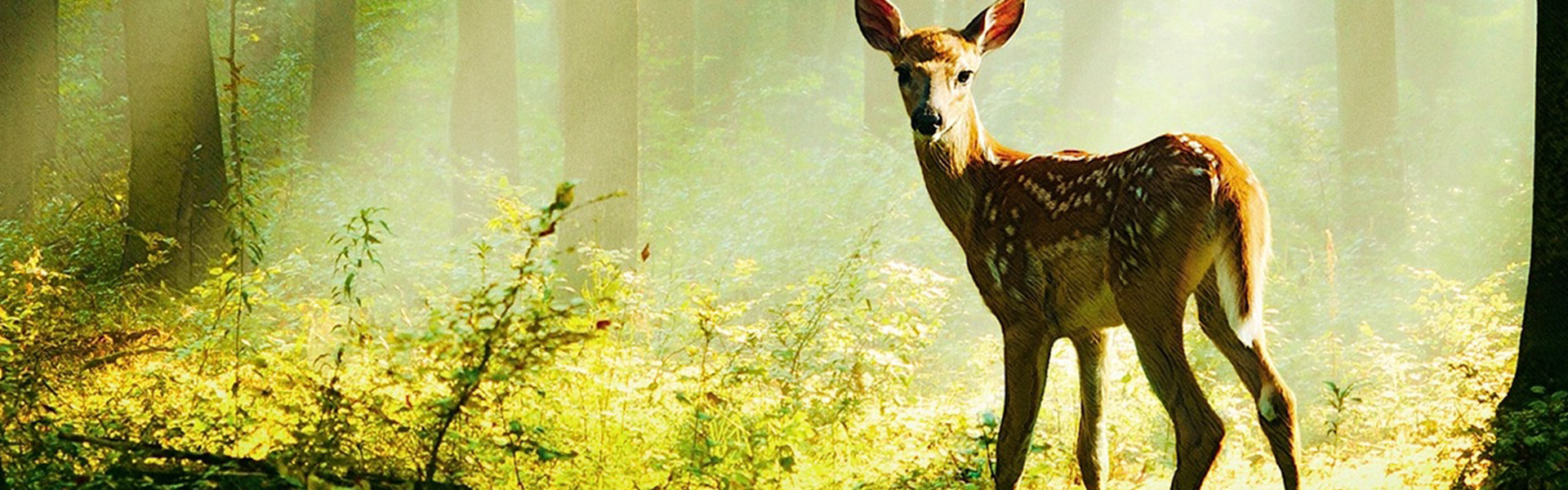 Bambi: Příběh života z lesů